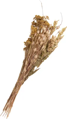 Produktbild von Trockenblumen Set "Lona", L ca. 55 cm