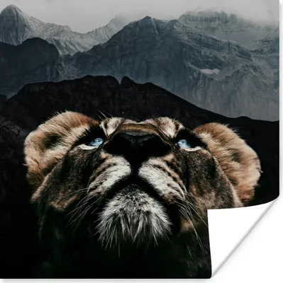 Produktbild von MuchoWow® Poster Tiger - Berg - Tiere 30x30 cm - Wandposter - Printing