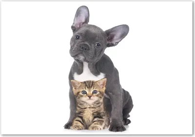 Produktbild von Tulup® Glas-Bild - 100 x 70 - Wandbild aus Glas - Wandkunst - Wandbild hinter gehärtetem Sicherheitsglas - Tiere - Hund und Katze - Schwarz