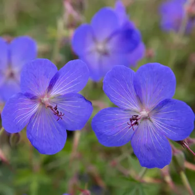 Produktbild von 6 x Storchschnabel - Geranium 'Johnson's Blue' | Topf 9cm x 9cm