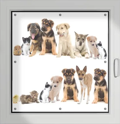 Produktbild von Wallario Lichtschutzbild, Dekorativer Sichtschutz Sonnenschutz 96 x 93 cm mit Motiv: Süße Haustiere - Katzen  Hunde  Hamster  Küken - Verdunklung ohne Bohren