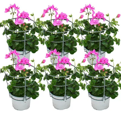 Produktbild von Geranien hängend - Pelargonium peltatum - 12cm Topf - Set mit 6 Pflanzen - helles violett