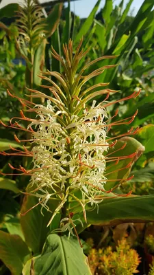 Image de Hedychium aurantiacum 'Blanc' / Longose blanc