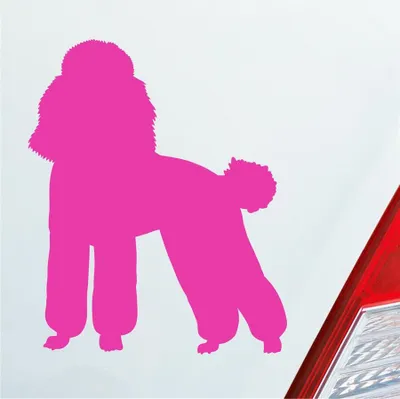 Produktbild von Auto Aufkleber süsser Pudel Hund Dog Tier niedlich Puppy 8x10 cm Pink Sticker Heckscheibenaufkleber