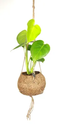 Obrázok produktu pre Kokodama Monstera deliciosa (L)
