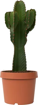 Produktbild von Kaktus Euforbia - Euphorbia ingens - Výška 85-95cm - ⌀24cm