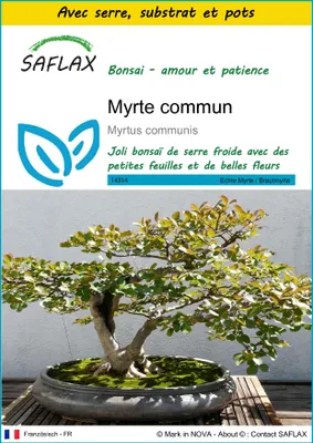 Image de SAFLAX Ensemble de culture - Myrte commun - 30 graines - Myrtus