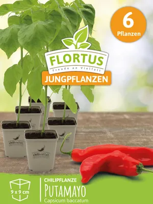 Artikelbild 7 von 'Chilipflanze Putamayo' aus der Kategorie Chilipflanzen