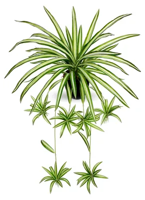 Produktbild von Kunstpflanze im Topf Hängepflanzen Chlorophytum Künstliche Spinnenpflanze für Deko im Wohnzimmer, Balkon, Schlafzimmer, Badezimmer und als Tischdeko