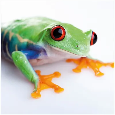 Produktbild von Wallario Premium Glasbild, freischwebende Optik, kräftige Farben, Größe 30 x 30 cm Motiv Lustiger Frosch in grün und orange