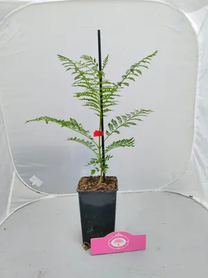 Produktbild von Set mit 4 Jacaranda mimosifolia – Rosenholzbaum – Höhe 20/30 cm – 9 cm Topf