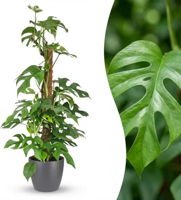 Produktbild von Green boutiQ - Zimmerpflanze - Mini-Fensterblatt - Monstera Minima Moosstab - Grün - Pflegeleicht - 1 Pflanze - mit Potter Grau - Topf 19cm - Höhe 90cm