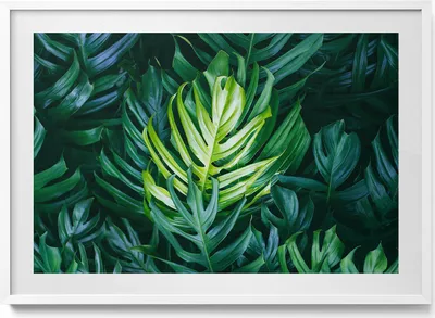 Produktbild von Tropische Natur - monstera Blätter– Wandbild mit Rahmen – Gerahmtes Bild  – Wanddekoration – 100x70 cm –  Weiß Rahmen