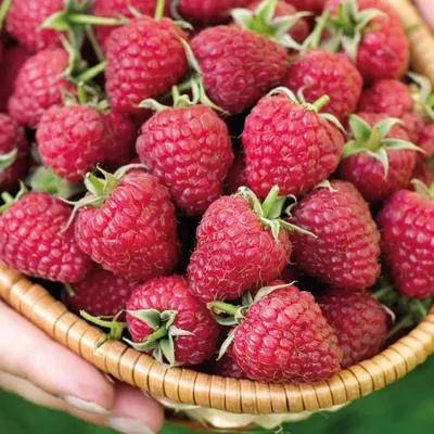 Immagine prodotto di Lampone rosso due volte fruttificante 2L