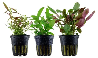 Produktbild von Pflanzen Set mit 3 Mittelgrund Topf Aquarium Wasserpflanzen AquaOne Nr.125