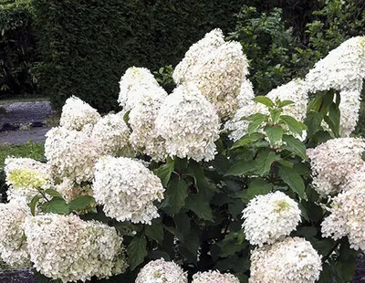 A close-up shot of a blooming Hydrangea Paniculata 'Phantom' plant with creamy yellow flower panicles.