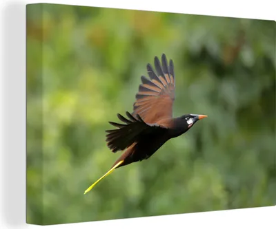 Obrázek produktu pro OneMillionCanvasses® - Obrazy na plátně - 140x90 cm, Montezuma Oropendola v akci, Nástěnné umění tisk Nástěnná dekorace