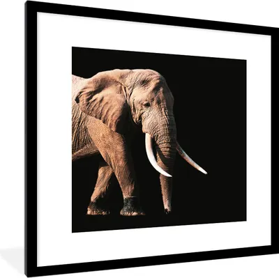 Produktbild von MuchoWow® MuchoWow® Gerahmtes Poster Elefant - Zähne - Tiere 40x40 cm - Poster mit zchwarzem Bilderrahmen - Poster - Plakat im Rahmen