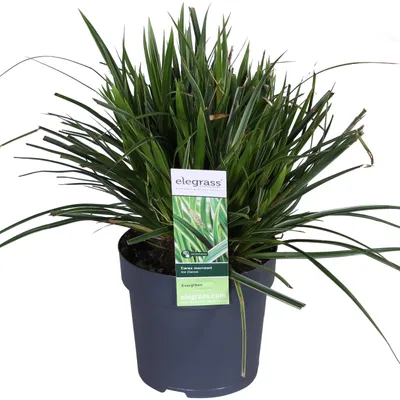 Produktbild von Carex Morrowii 'Eistanz' - ↨30Cm - Ø14