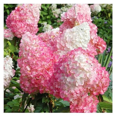 Immagine prodotto di 3 pezzi Hydrangea Paniculata 'Pink Lady' 30-50 cm Ortensia a pannocchia Arbusto deciduo