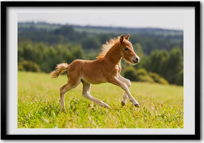 Produktbild von Bild - Bilderrahmen - 100 cm x 70 cm - MDF - Rahmen - Foto - Wandkunst Fohlen galoppieren