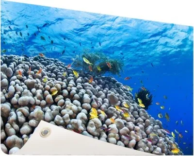 Produktbild von Gartenposter - 60x40 cm - Unterwasserriff mit Fischen  - Modernes Wandbilder