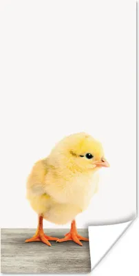 Produktbild von MuchoWow® Poster Küken - Tiere - Jungen - Mädchen - Kinder 20x40 cm - Plakat - Foto