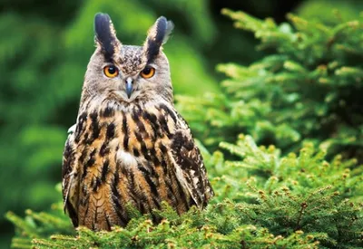 Produktbild von 3 D Ansichtskarte Uhu, Postkarte Wackelkarte Hologrammkarte Tiere Eulen Uhus Vogel Greifvogel