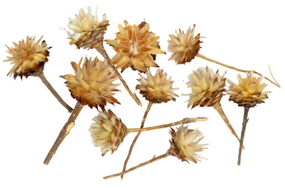 Produktbild von Plumosum kurzer Stiel - 10 Stk. - natur