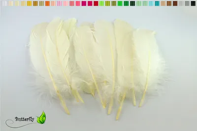 Produktbild von 10 Gänsefedern 15-20cm, Farbauswahl:ivory / elfenbein 810