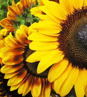 Produktbild von Fototapete - Sunflowers 225x250cm - Vliestapete