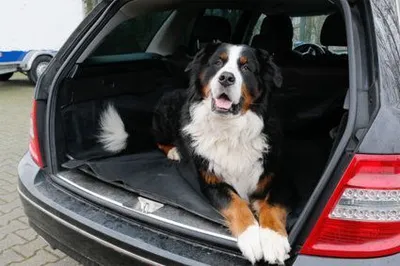 Produktbild von Kofferraumschutz Decke für Hunde mit Seitenschutz 170 x 155 cm in Schwarz