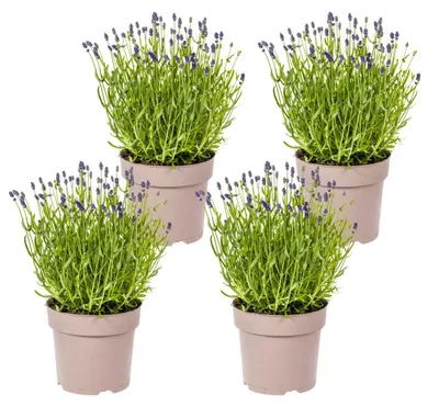 Produktbild von Lavandula angustifolia - Lavendel | 4 Stück - 40-50cm - Ø19cm - Gartenpflanze