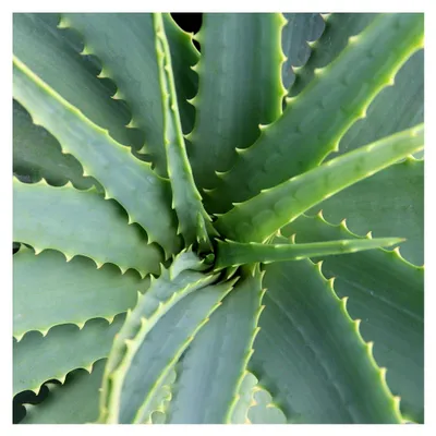 Produktbild von Aloe Vera, 12 cm Topf, ca. 20 - 30 cm hoch, 2 Pflanzen