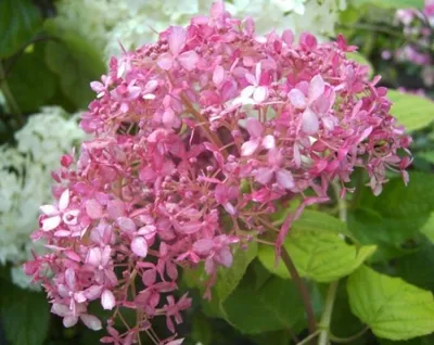 Produktbild von Ballhortensie Pink Annabelle - Hydrangea arborescens Pink Annabelle