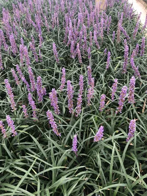 Immagine prodotto di 6 x Liriope muscari 'Moneymaker' - uva campanula - vaso 9 x 9 cm
