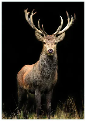 Produktbild von Wallario Premium Glasbild, freischwebende Optik, kräftige Farben, Größe 100 x 70 cm Motiv Stattlicher Rothirsch