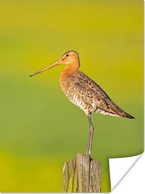 Produktbild von MuchoWow® Poster Vogel - Tiere - Uferschnepfe - Pfahl - Grün 60x80 cm - Schlafzimmer Dekoration