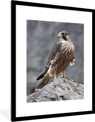 Produktbild von MuchoWow® Gerahmtes Poster Wanderfalke - Felsen - Vogel 60x80 cm - Poster mit Schwarzem Bilderrahmen Wandposter Rahmen Foto Bilder - Wohnzimmer - Dekorationen - Prämie