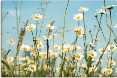 Produktbild von ARTland Leinwandbild Margeriten vor Sommer Himmel Größe: 90x60 cm