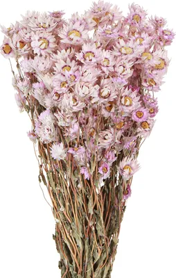 Produktbild von Trockenblumen Kamille Pink 65cm Deko 50g