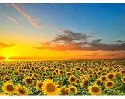 Image de Peinture au diamant Champ de tournesols (motif 25 x 35) 30 x 40 cm