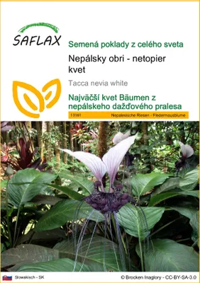 Obrázok produktu pre SAFLAX - Nepálsky obri - netopier kvet - Tacca nevia white - 10 Semená