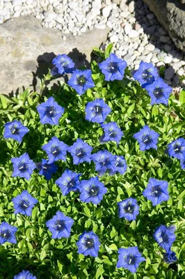 Zdjęcie produktu dla Gentiana dahurica, Enzian, blau, ca. 9x9 cm Topf