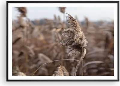 Produktbild von Gerahmtes Poster - Schwarzer Rahmen - Boho Ähren Gras - 100x70 cm - Wand Bild - Wanddeko - Wandbilder - Kunstposter - Wandposter - Bilderrahmen - Bilder - Kunstdruck - P2BAA100x70-4763