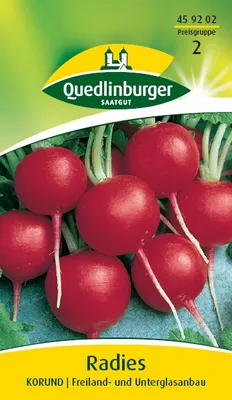Produktbild von Radieschen 'Korund' Quedlinburger Gemüsesamen