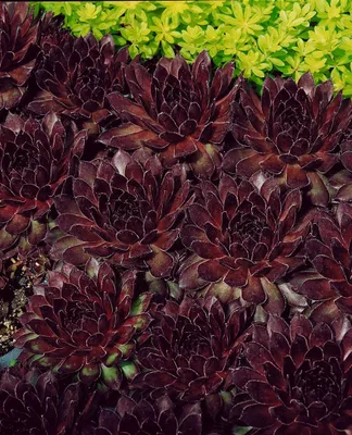 Produktbild von Sempervivum tectorum 'Noir', Hauswurz, dunkelrot, ca. 9x9 cm Topf