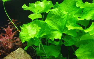 Produktbild von Aquarium Pflanze Nymphoides hydrophylla Taiwan AquaOne Nr.041B Wasserpflanzen