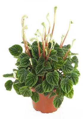 Productafbeelding van JUNAVERA Peperomia caperata 'Lilian' terrarium en kamerplant | 12 cm pot | 25 cm hoog