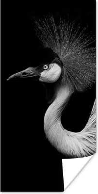 Produktbild von MuchoWow® Poster Kranich - Schwarz - Weiß - Vogel - Tiere 40x80 cm - Dekoration